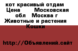 кот красивый отдам  › Цена ­ 0 - Московская обл., Москва г. Животные и растения » Кошки   